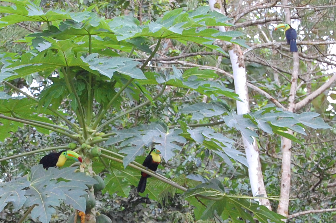 Tucanes