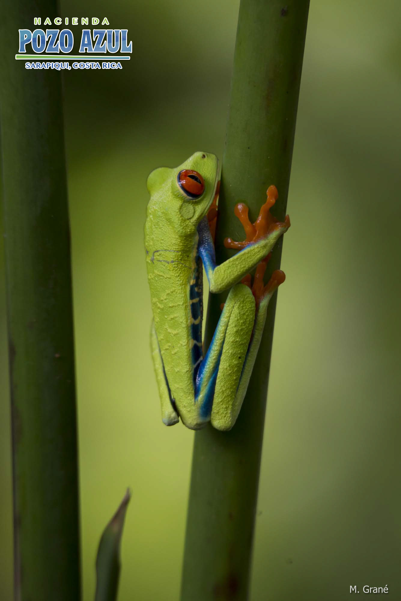 La rana de los ojos rojos, icono de nuestros bosques