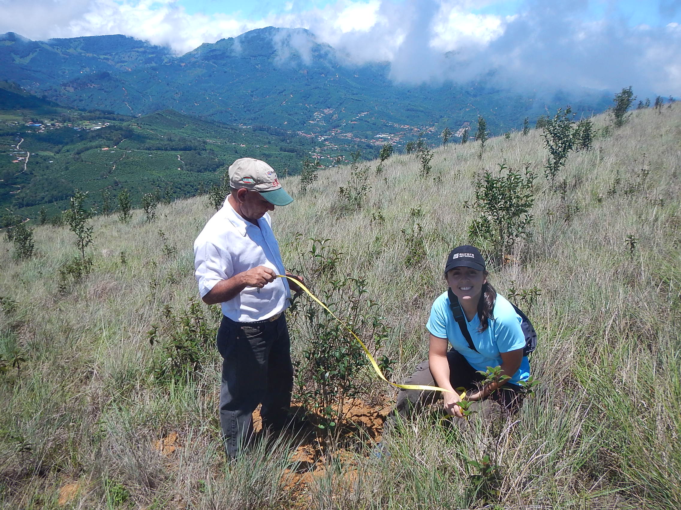Reforestación del Cerro La Trinidad