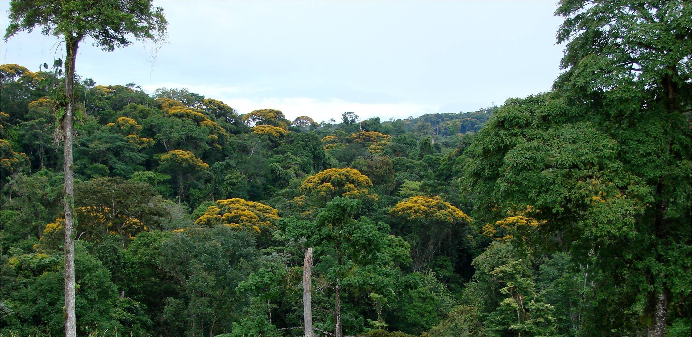 Bosque