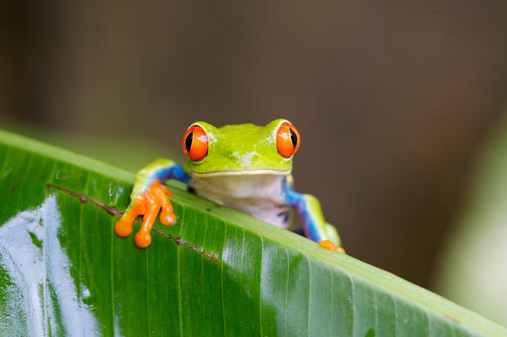 Fauna