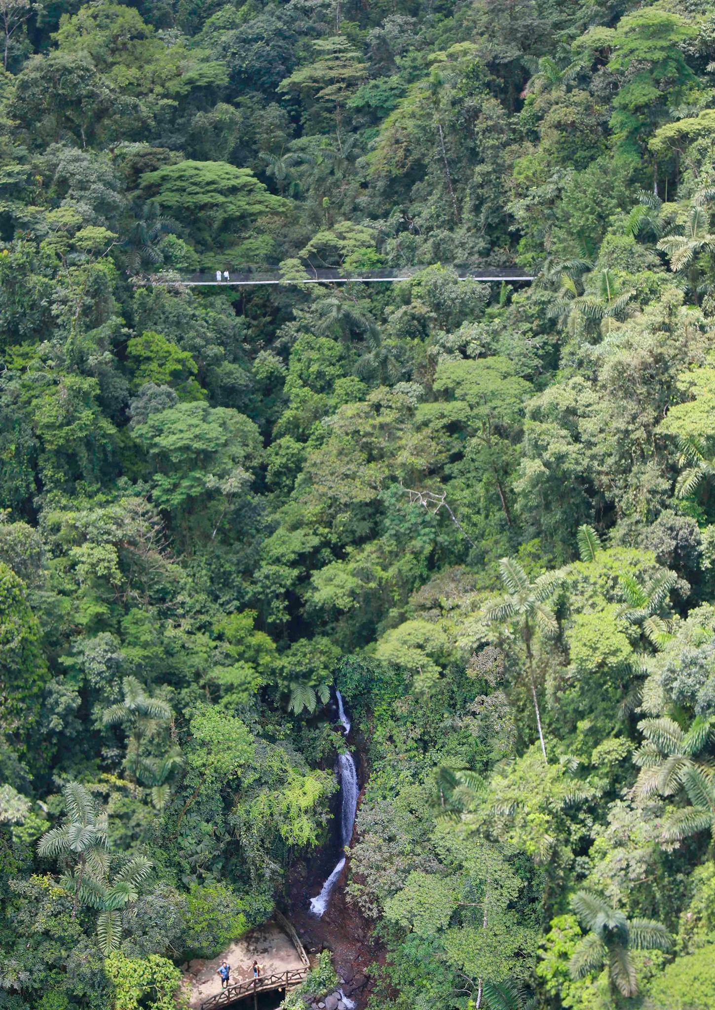 Aérea
