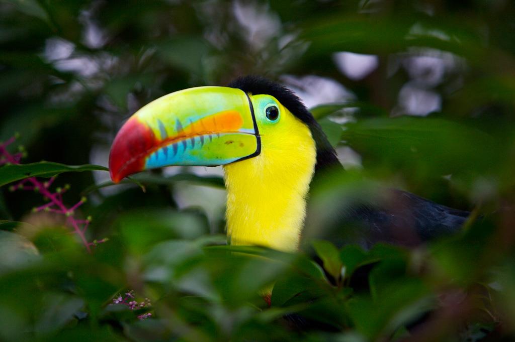 Fauna