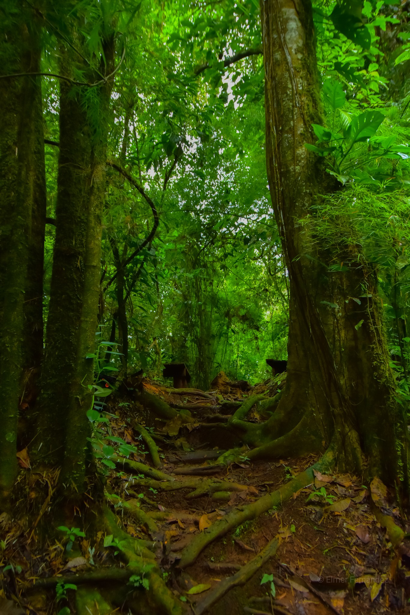 Bosque