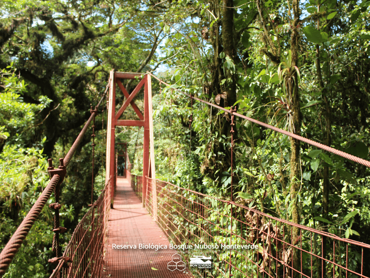 Puente Wildford
