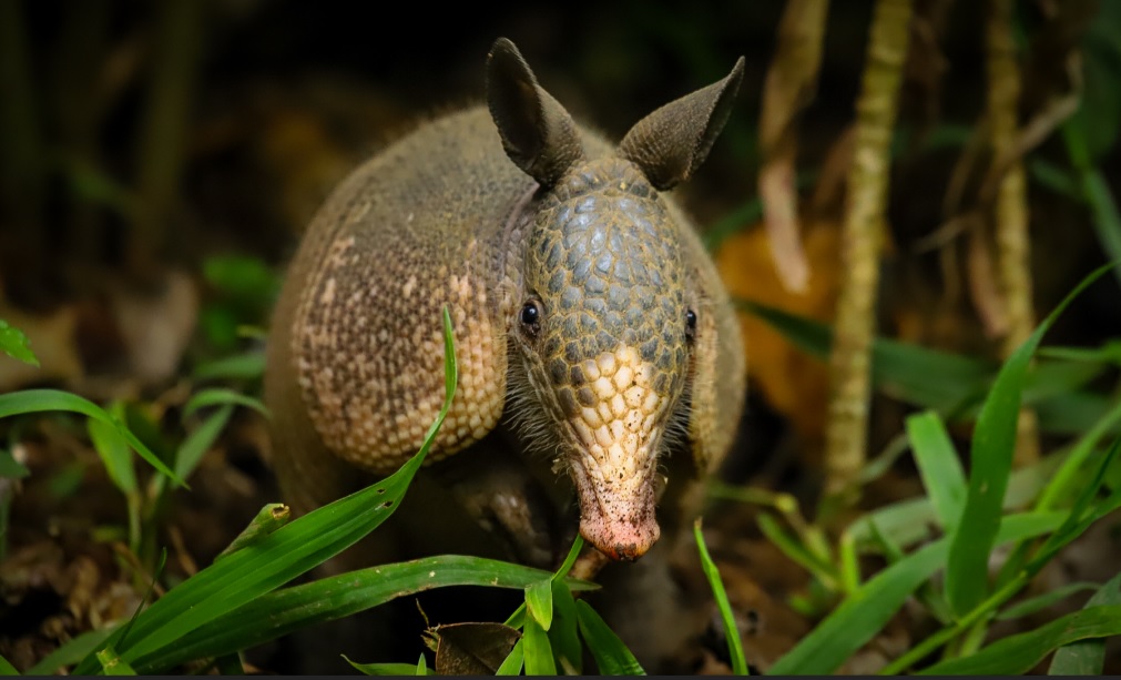 Armadillo