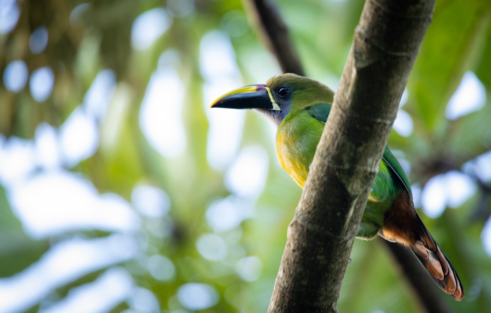 Tucancillo