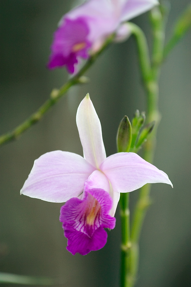 Flora