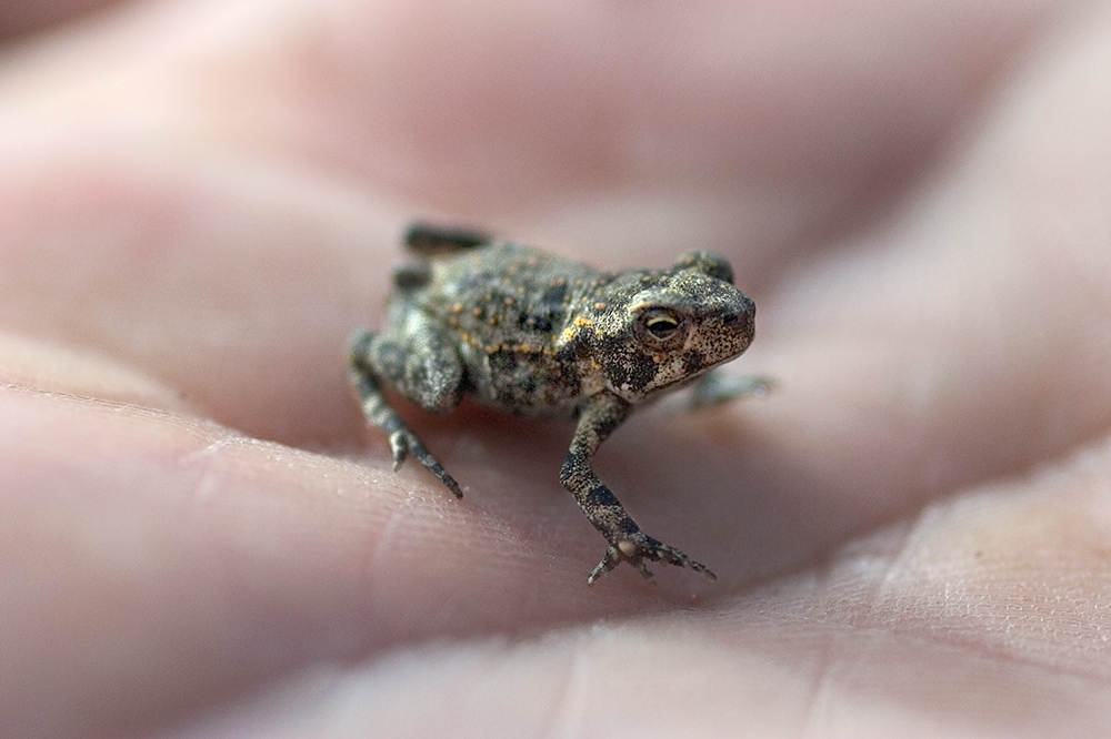 Ranas