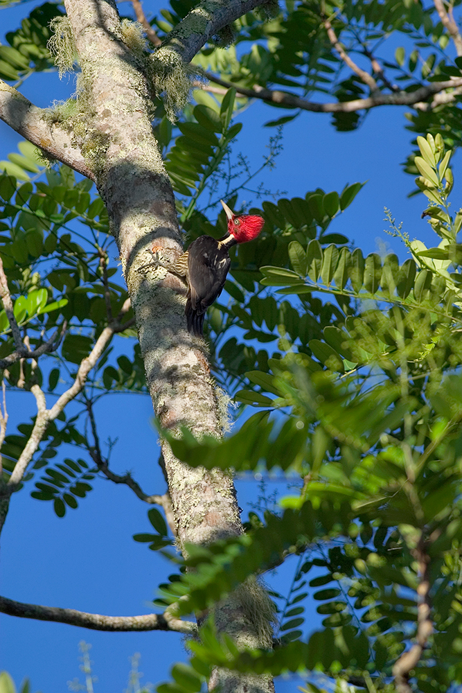 Carpintero