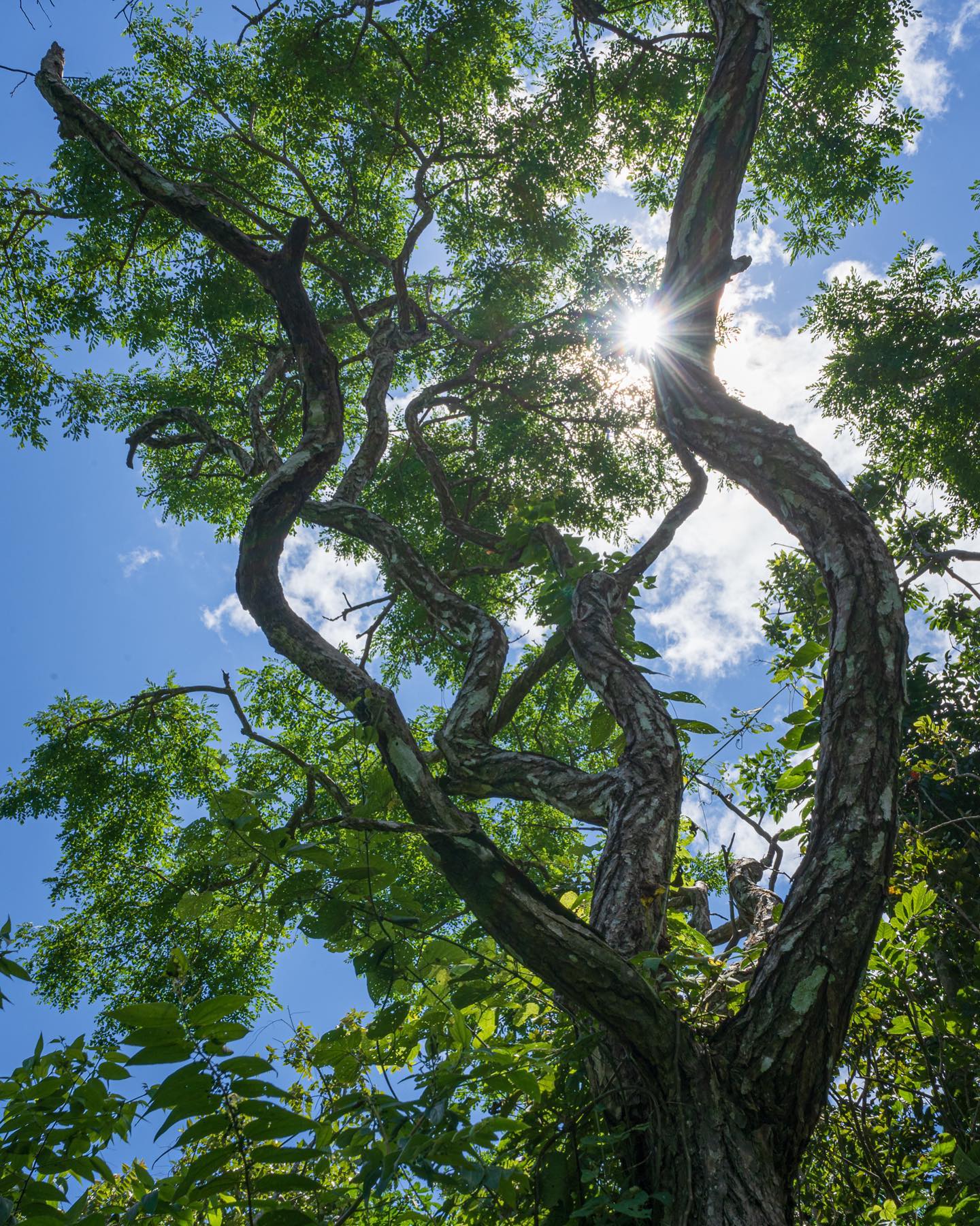 Árbol
