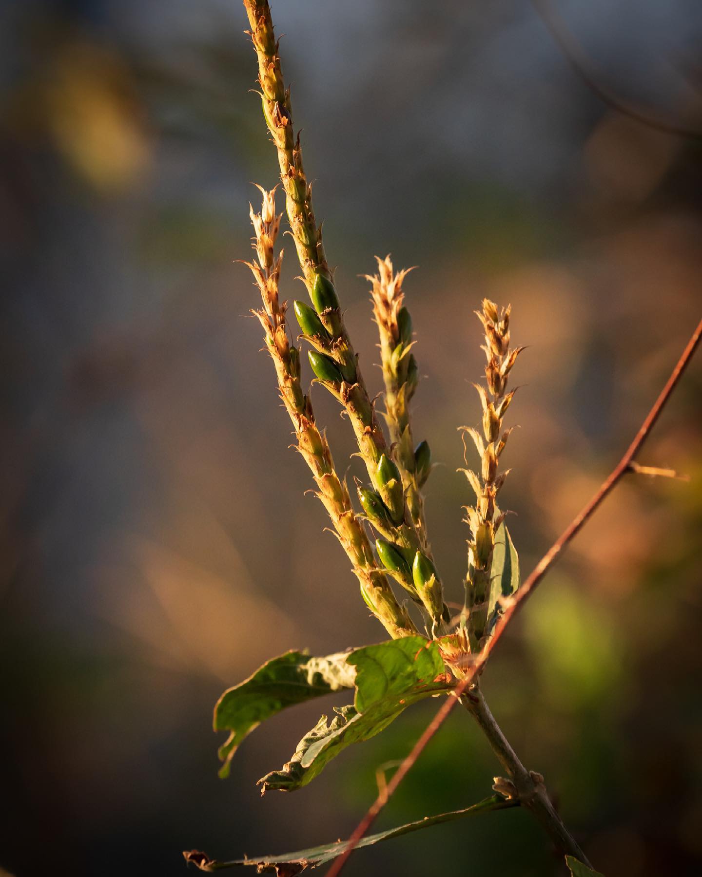 Planta