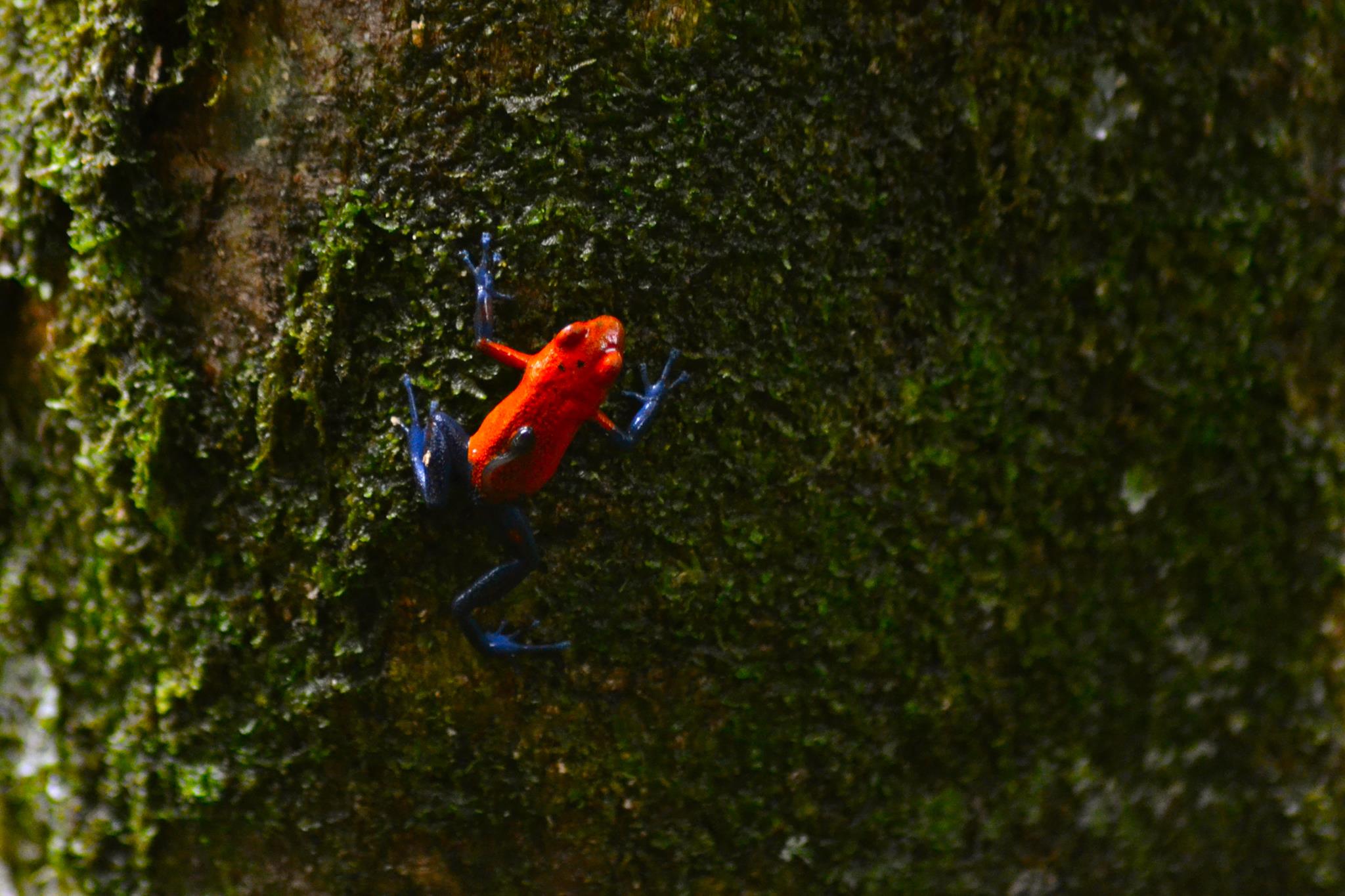 Rana
