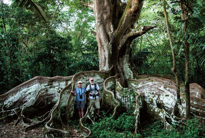 árbol